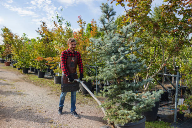 Best Tree Clearing Services  in Crownpoint, NM